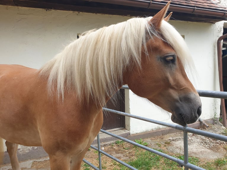 Haflinger Stute 5 Jahre 153 cm in Diedorf