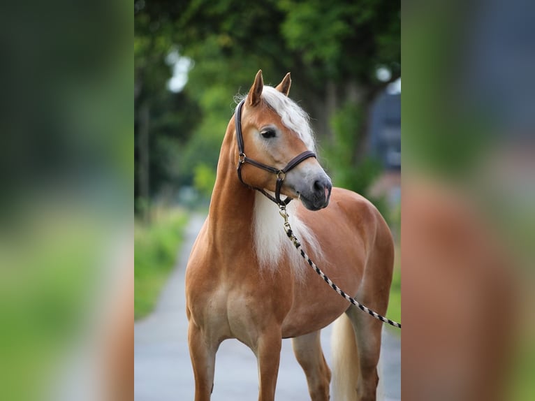 Haflinger Stute 5 Jahre 153 cm Fuchs in Harsewinkel