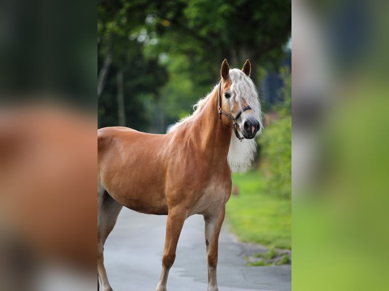 Haflinger Stute 5 Jahre 153 cm Fuchs in Harsewinkel