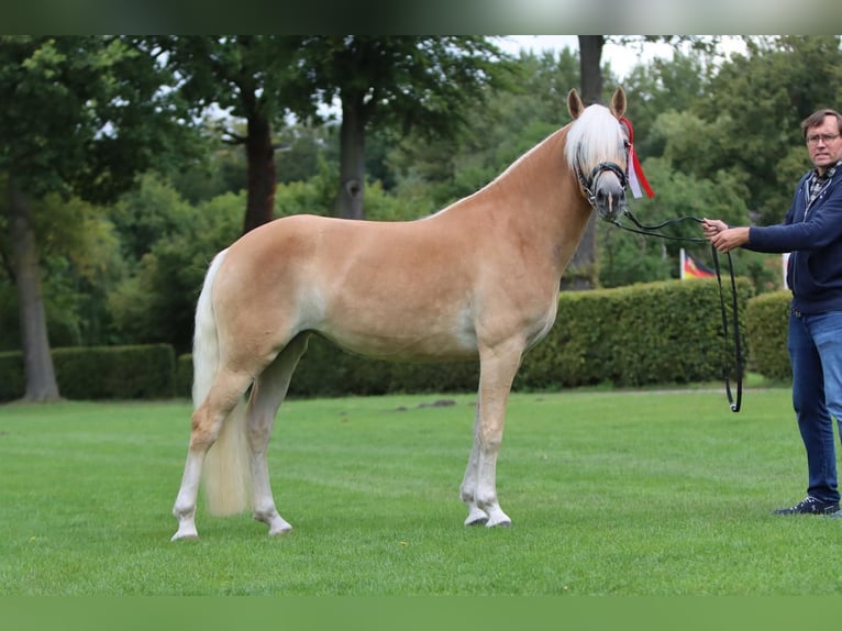 Haflinger Stute 5 Jahre 153 cm Fuchs in Speyer