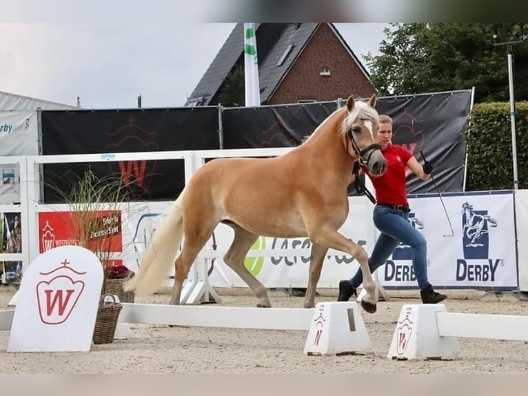 Haflinger Stute 5 Jahre 153 cm Fuchs in Speyer