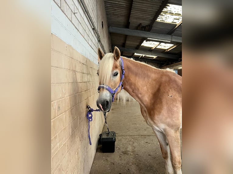 Haflinger Stute 5 Jahre 153 cm Fuchs in Speyer