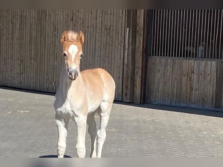 Haflinger Stute 5 Jahre 153 cm Fuchs in Speyer