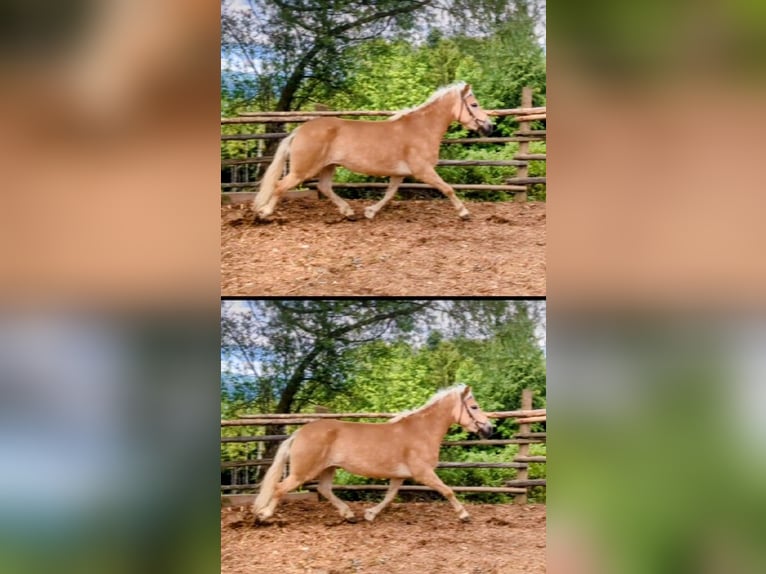 Haflinger Stute 5 Jahre 153 cm Fuchs in Börtlingen