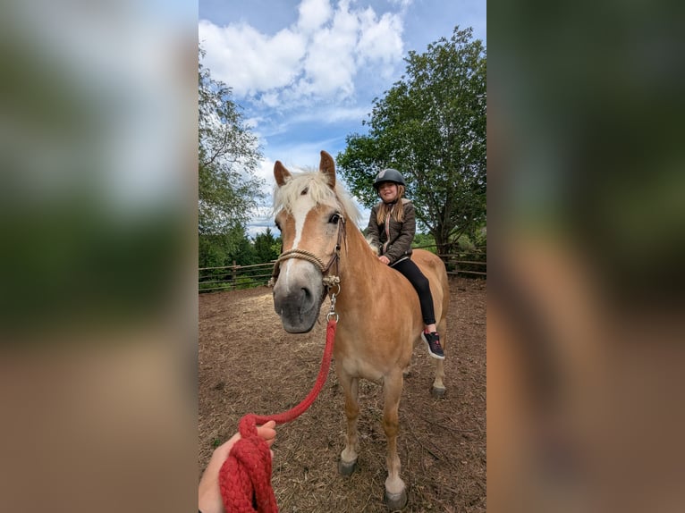 Haflinger Stute 5 Jahre 153 cm Fuchs in Börtlingen