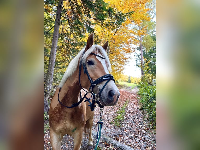Haflinger Stute 5 Jahre 153 cm Fuchs in Weiz