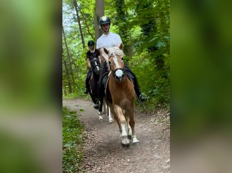 Haflinger Stute 5 Jahre 153 cm Palomino in Bornem