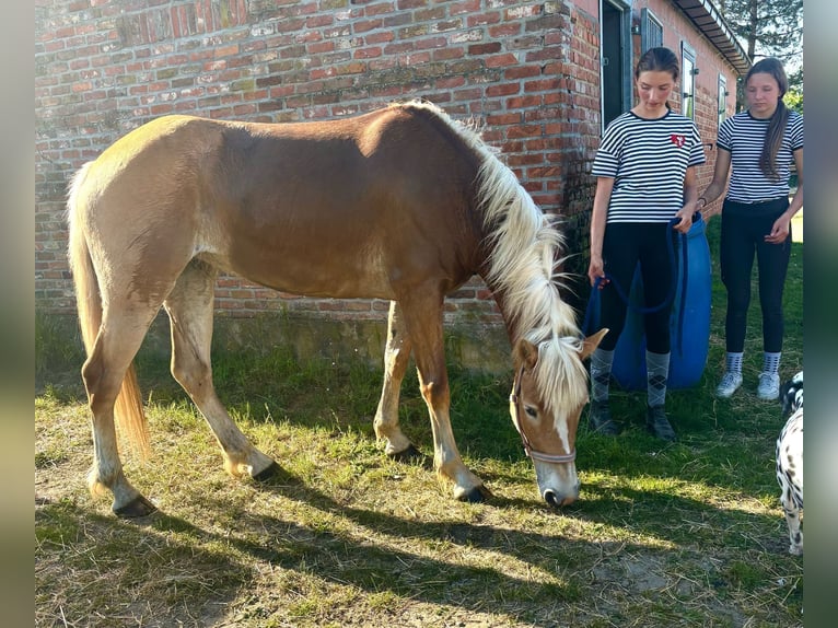 Haflinger Stute 5 Jahre 153 cm Palomino in Bornem