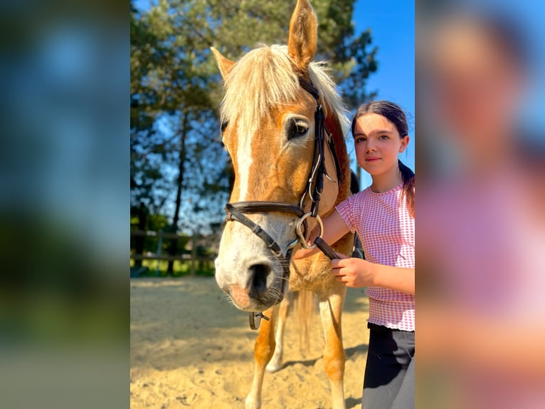 Haflinger Stute 5 Jahre 153 cm Palomino in Bornem