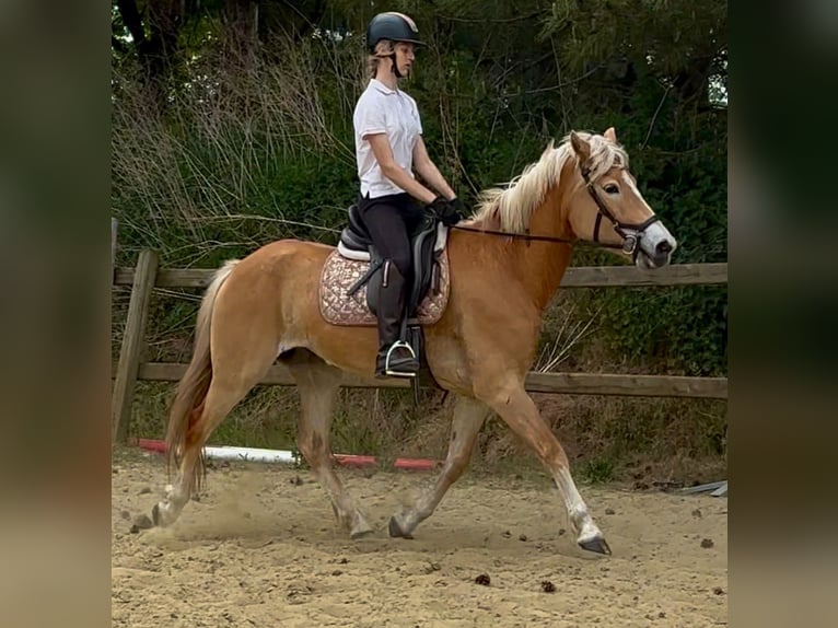 Haflinger Stute 5 Jahre 153 cm Palomino in Bornem