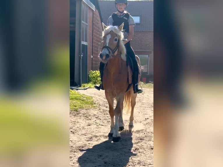 Haflinger Stute 5 Jahre 153 cm Palomino in Bornem
