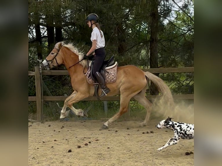 Haflinger Stute 5 Jahre 153 cm Palomino in Bornem