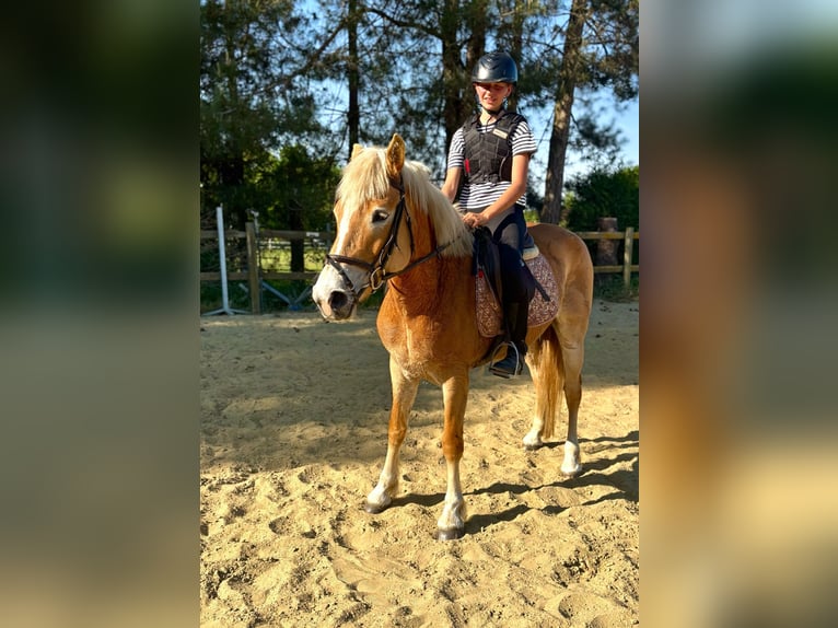 Haflinger Stute 5 Jahre 153 cm Palomino in Bornem