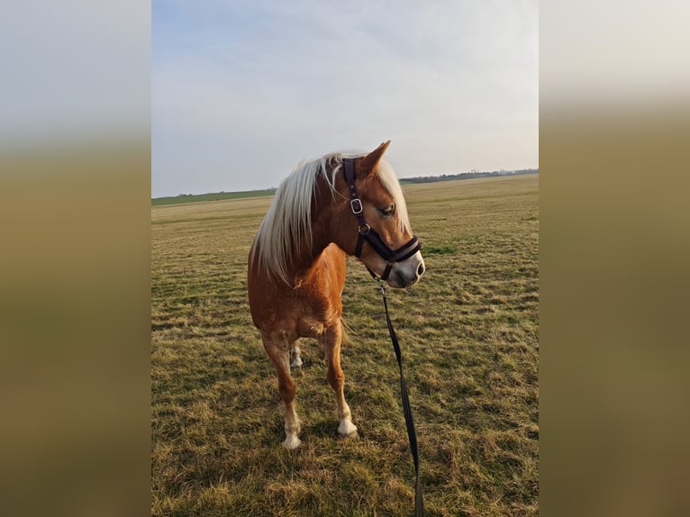 Haflinger Stute 5 Jahre 154 cm  in Taucha