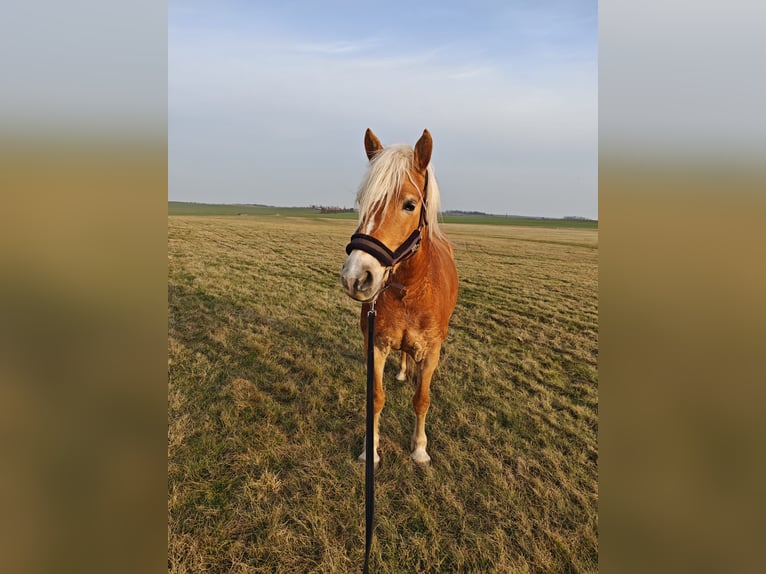 Haflinger Stute 5 Jahre 154 cm  in Taucha