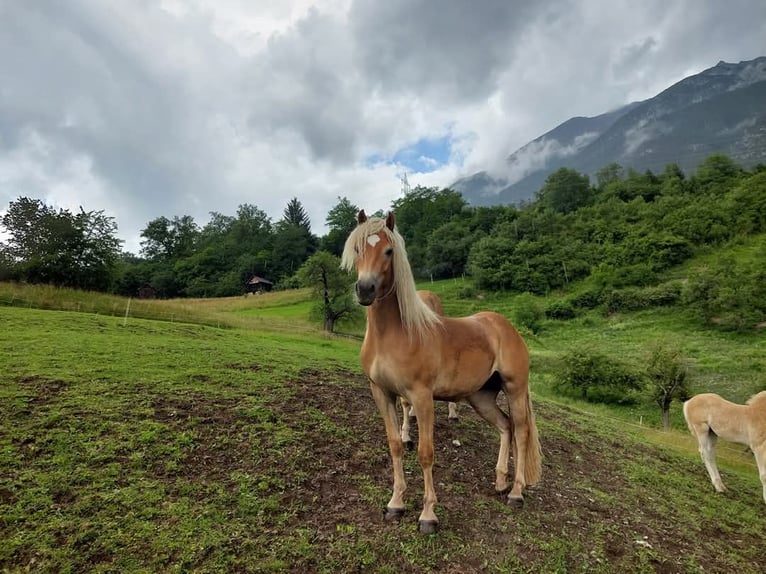 Haflinger Stute 5 Jahre 154 cm in Landeck