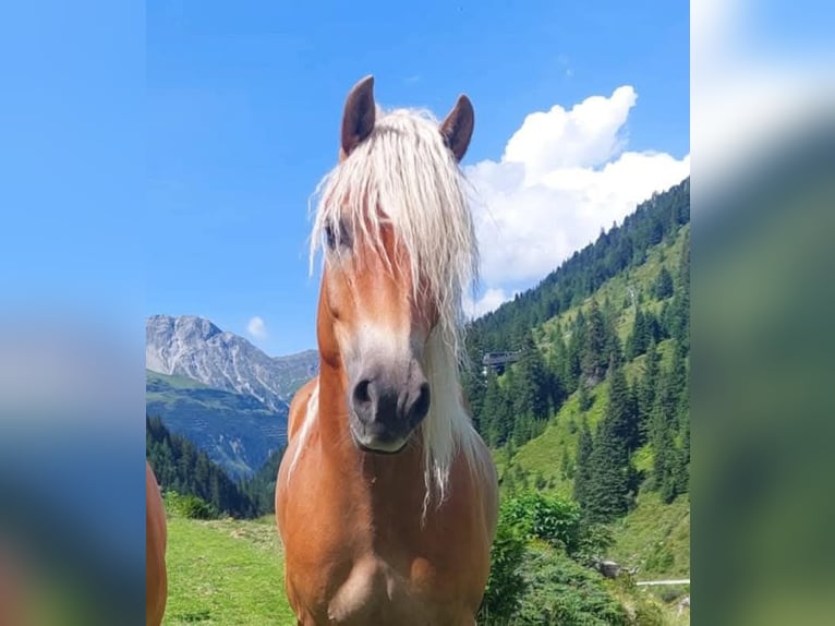 Haflinger Stute 5 Jahre 154 cm in Landeck