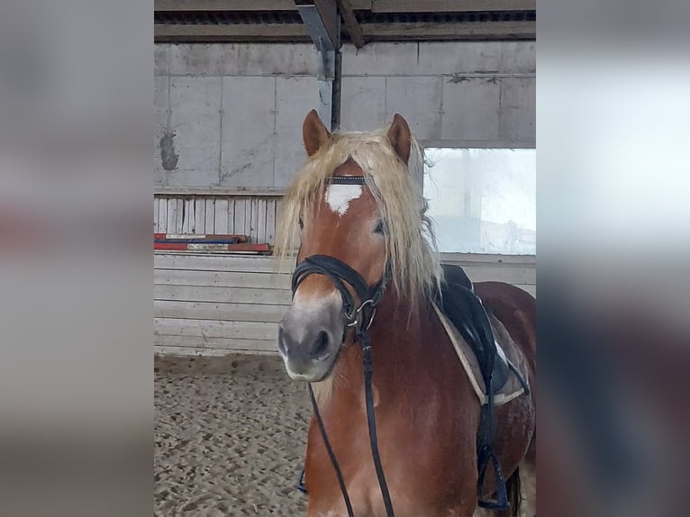 Haflinger Stute 5 Jahre 154 cm in Landeck