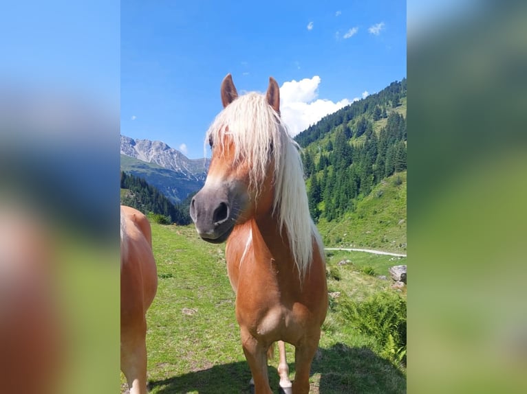 Haflinger Stute 5 Jahre 154 cm in Landeck