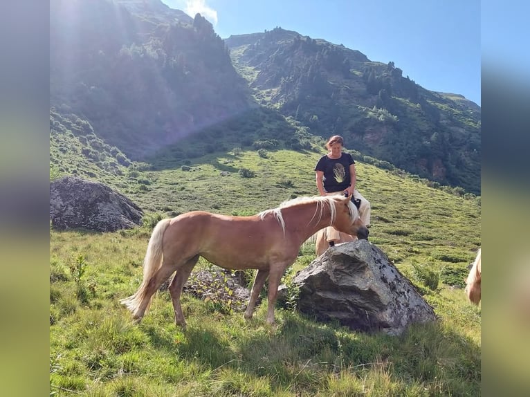 Haflinger Stute 5 Jahre 154 cm in Landeck