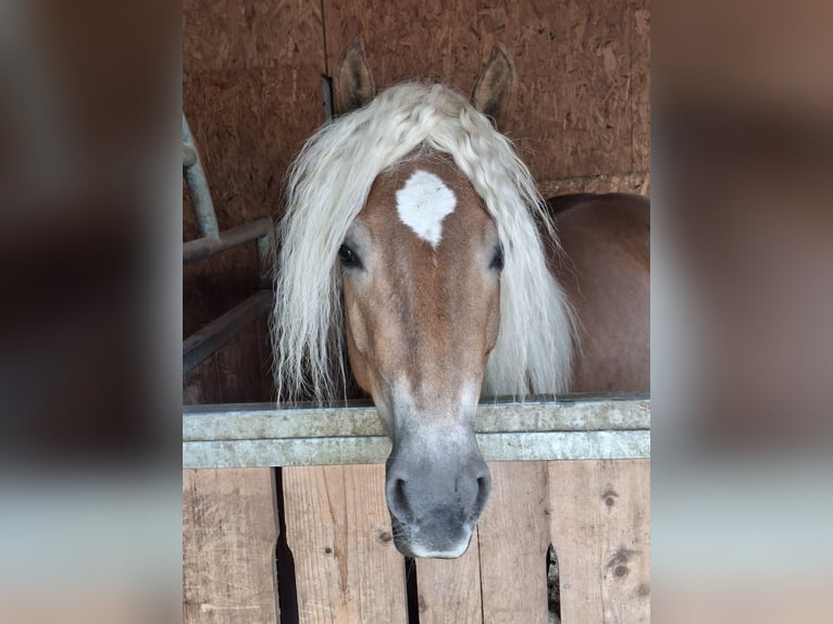 Haflinger Stute 5 Jahre 154 cm in Landeck