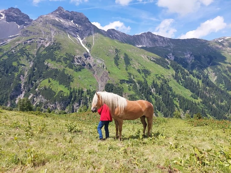 Haflinger Stute 5 Jahre 154 cm in Landeck
