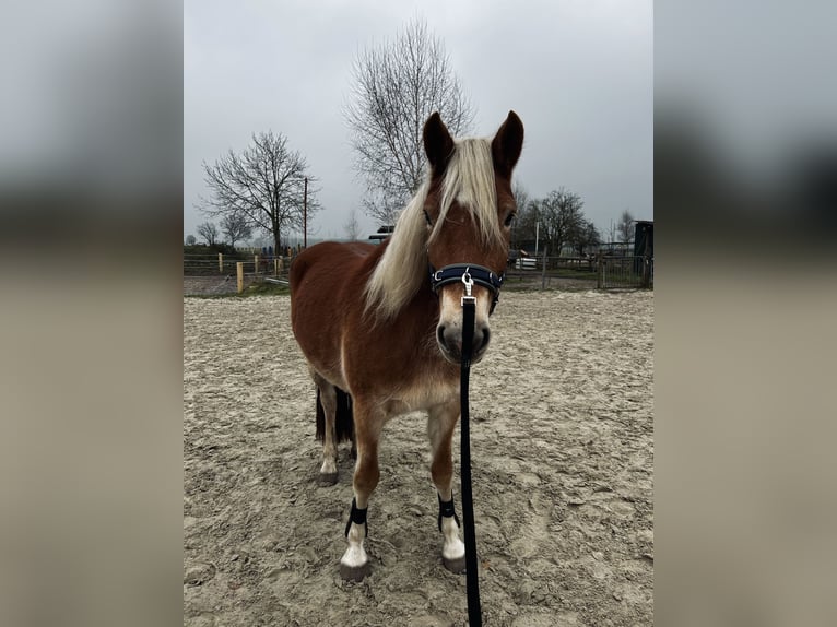 Haflinger Stute 5 Jahre 154 cm Fuchs in Mechtersen