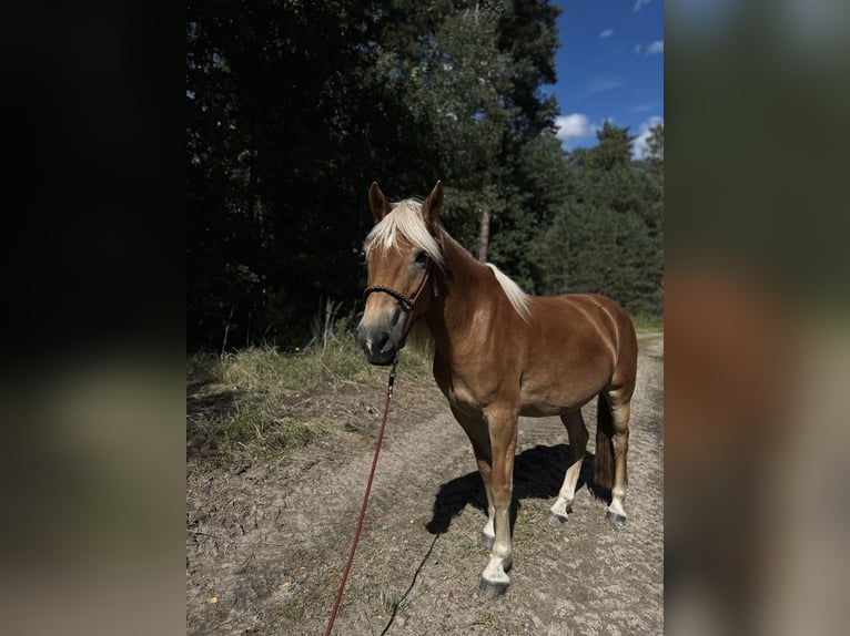 Haflinger Stute 5 Jahre 154 cm Fuchs in Mechtersen