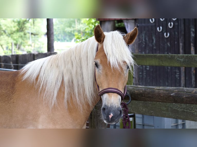 Haflinger Stute 5 Jahre 154 cm Fuchs in Mechtersen