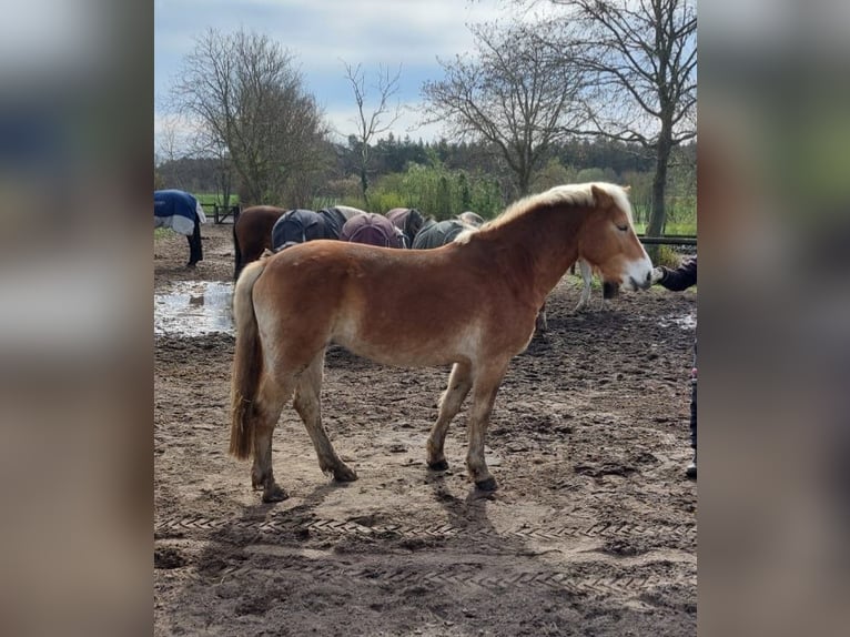 Haflinger Stute 5 Jahre 154 cm Fuchs in Oyten Haflinger Stute 5 Jahre 154 cm Fuchs in Oyten