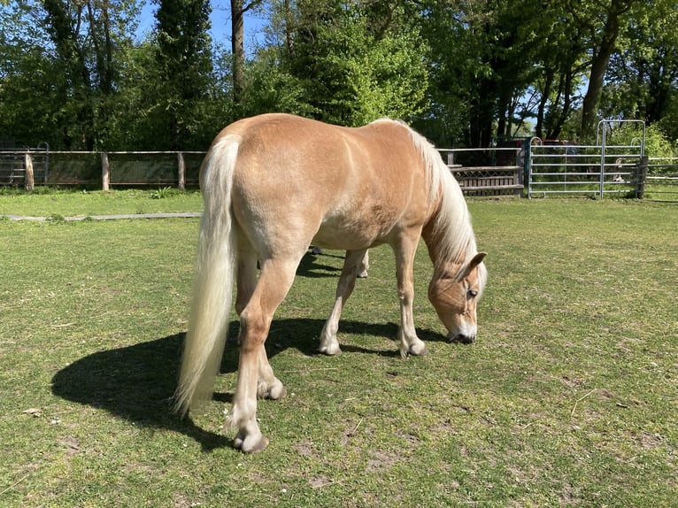Haflinger Stute 5 Jahre 154 cm Fuchs in Hamburg Rahlstedt