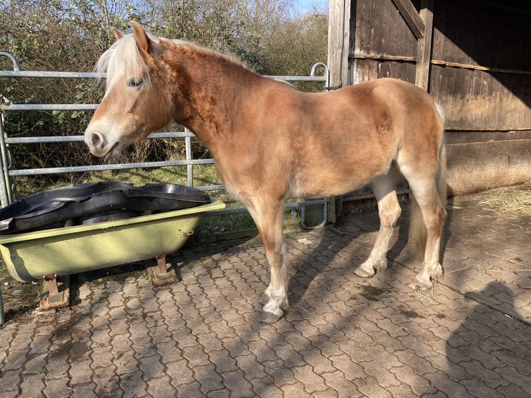 Haflinger Stute 5 Jahre 154 cm Fuchs in Hamburg Rahlstedt
