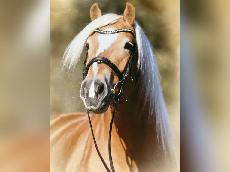 Haflinger Stute 5 Jahre 154 cm Fuchs in Hamburg Rahlstedt