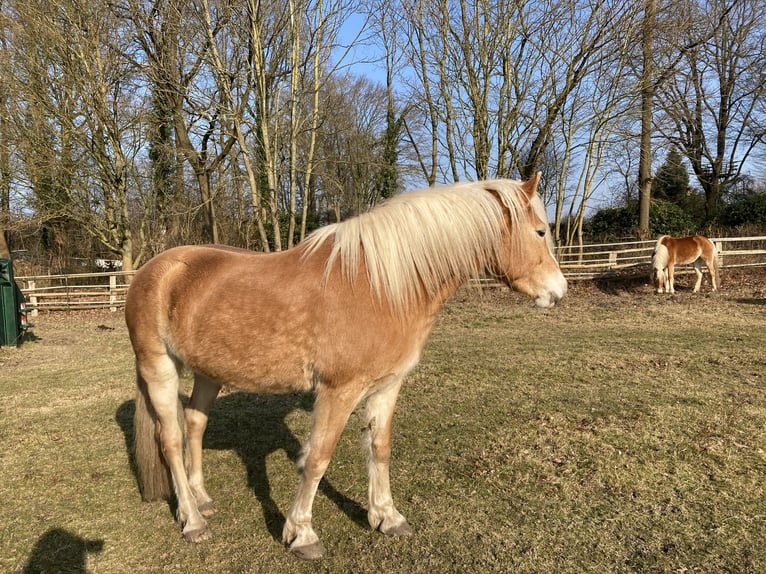 Haflinger Stute 5 Jahre 154 cm Fuchs in Hamburg Rahlstedt