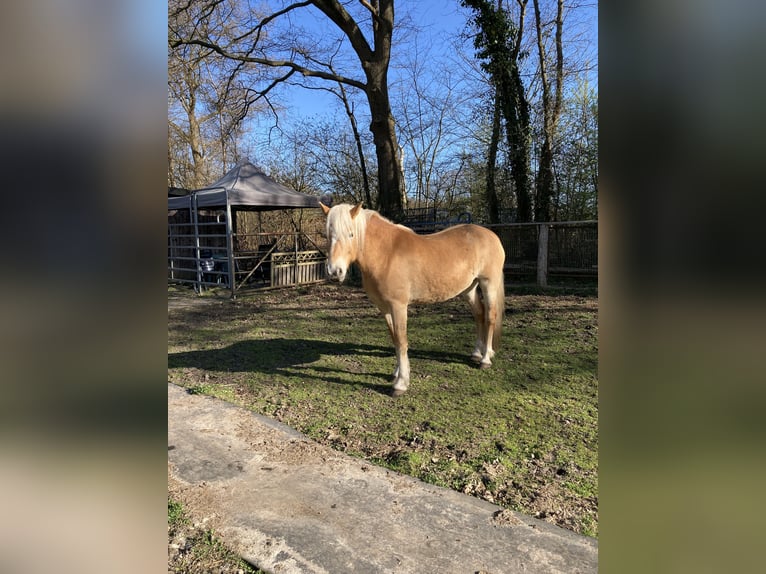 Haflinger Stute 5 Jahre 154 cm Fuchs in Hamburg Rahlstedt