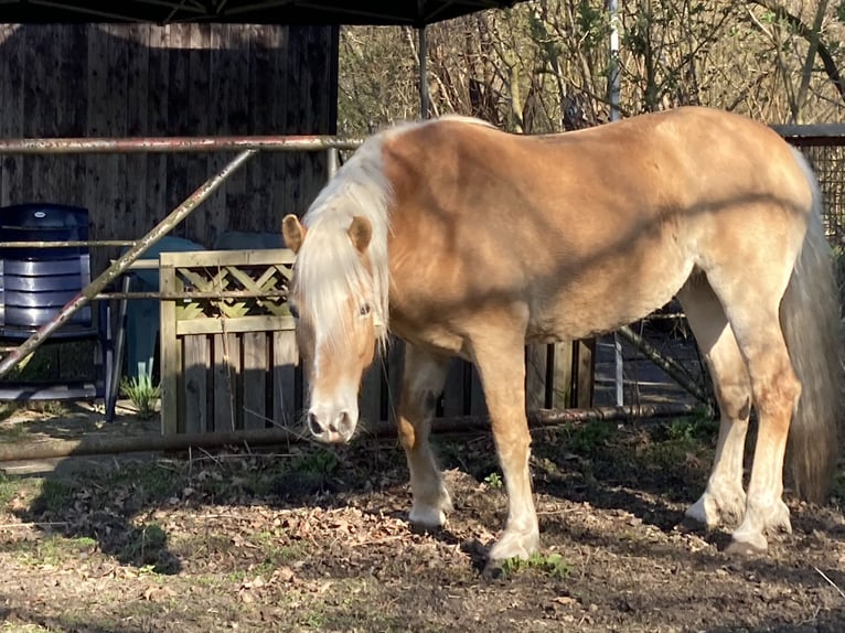 Haflinger Stute 5 Jahre 154 cm Fuchs in Hamburg Rahlstedt