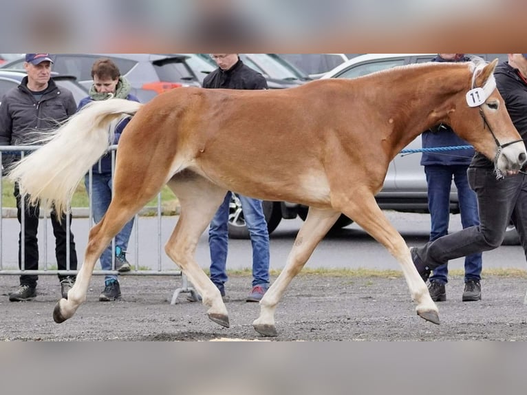 Haflinger Stute 5 Jahre 154 cm Fuchs in Arzl im Pitztal