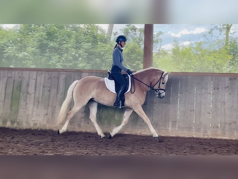 Haflinger Stute 5 Jahre 155 cm Fuchs in Gödenstorf