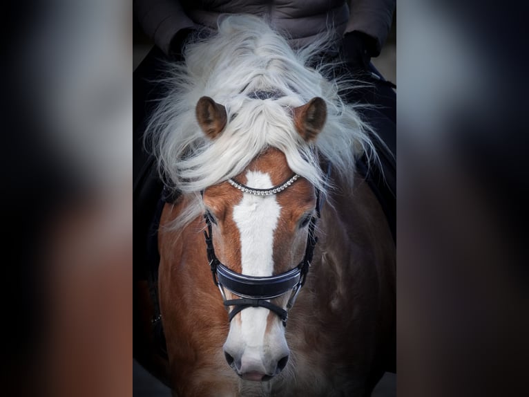Haflinger Stute 5 Jahre 155 cm Fuchs in Nettersheim