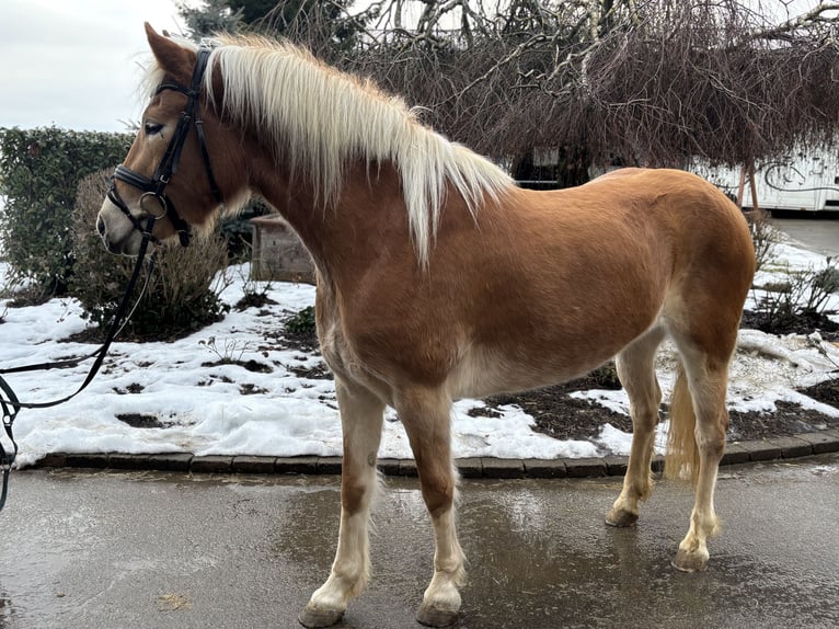 Haflinger Stute 5 Jahre 156 cm Fuchs in Iggingen