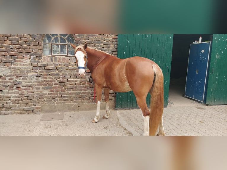 Haflinger Mix Stute 5 Jahre 157 cm Fuchs in N&#xF6;rvenich