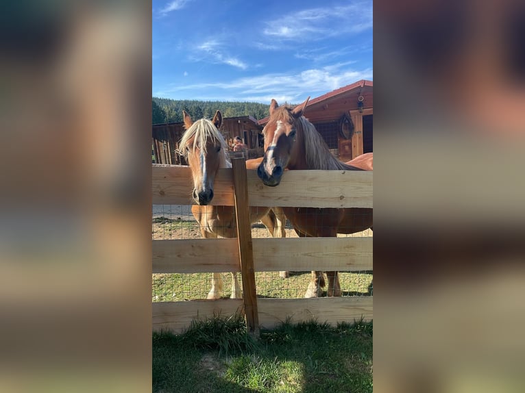 Haflinger Mix Stute 5 Jahre 160 cm Hellbrauner in Badersdorf