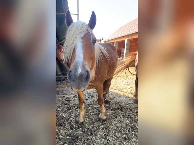 Haflinger Mix Stute 5 Jahre 160 cm Hellbrauner in Badersdorf