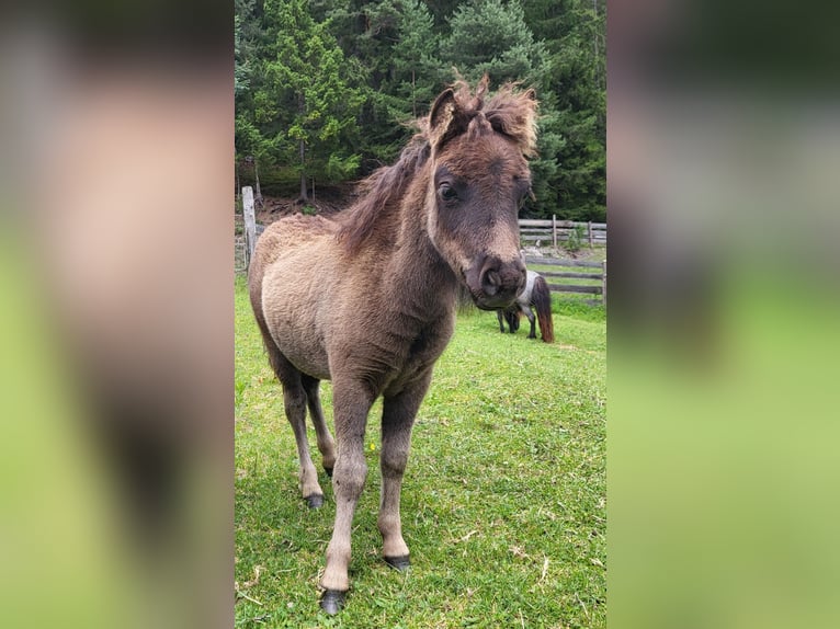 Haflinger Stute 5 Jahre 81 cm Fuchs in Schladming