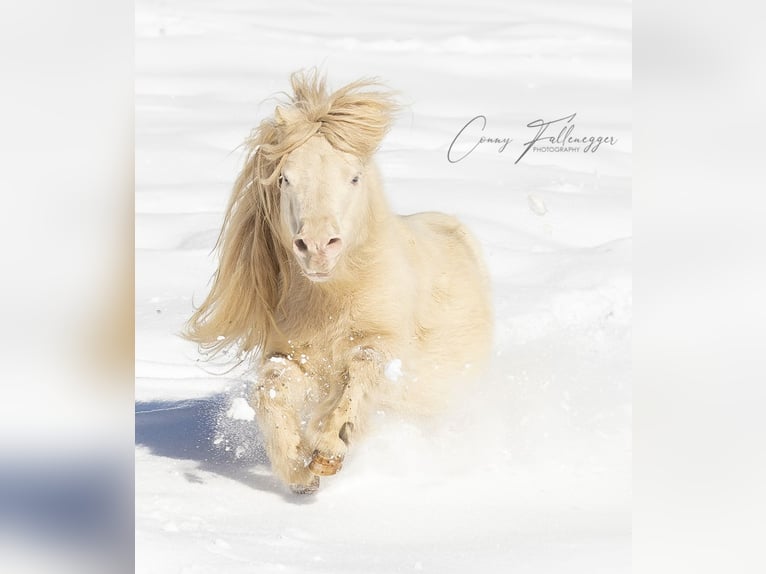 Haflinger Stute 5 Jahre 81 cm Fuchs in Schladming