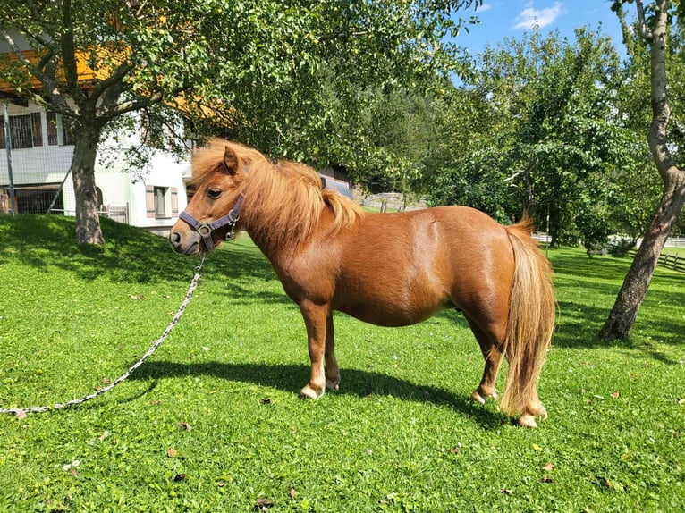 Haflinger Stute 5 Jahre 81 cm Fuchs in Schladming