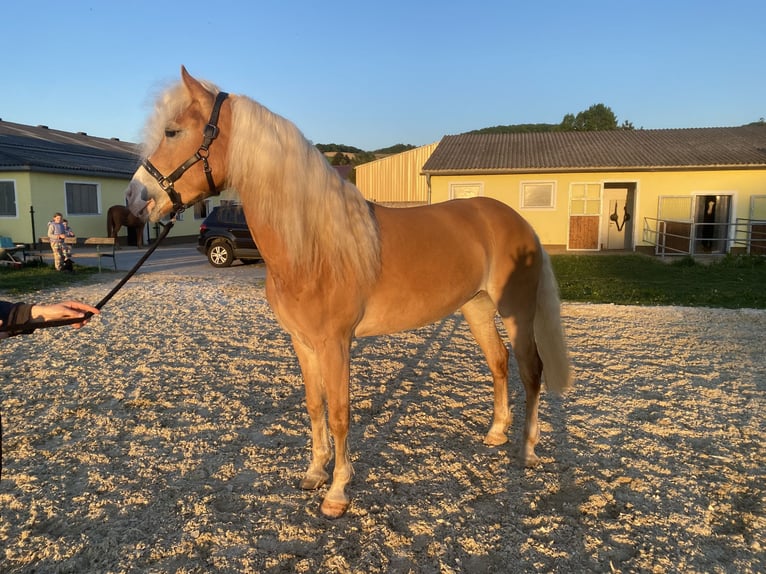 Haflinger Stute 5 Jahre in Raipoltenbach