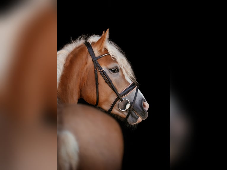 Haflinger Stute 5 Jahre in Raipoltenbach