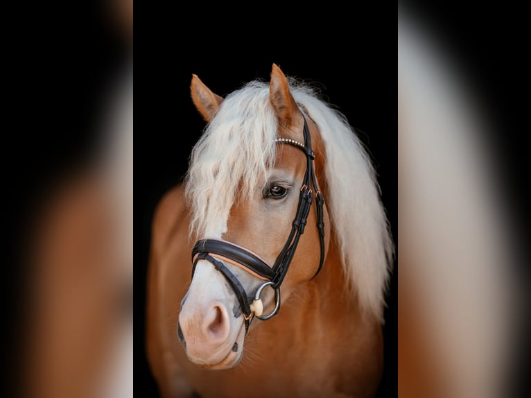 Haflinger Stute 5 Jahre in Raipoltenbach