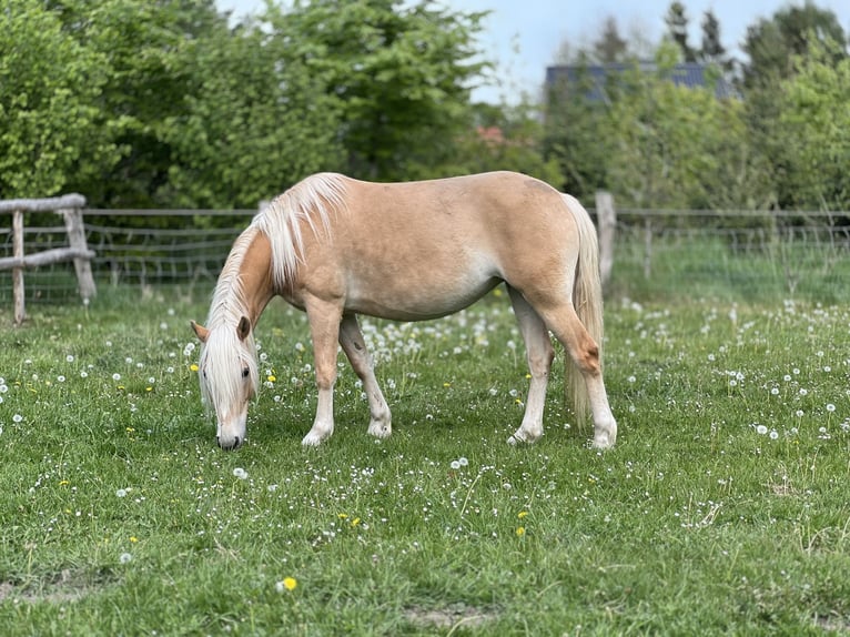 Haflinger Stute 5 Jahre Fuchs in Seedorf